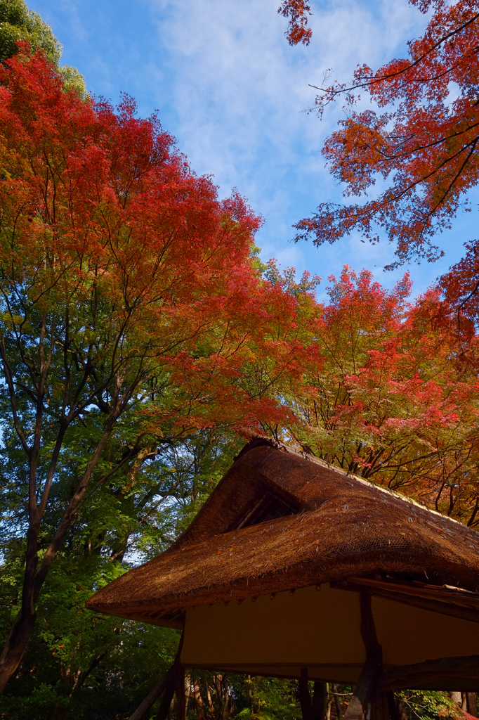 六義園の紅葉