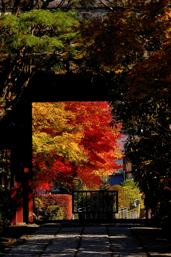 DSC_7420