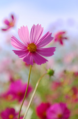 秋桜６