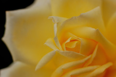 薔薇５