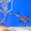 水族館にて