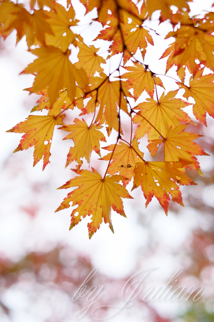昭和記念公園の紅葉