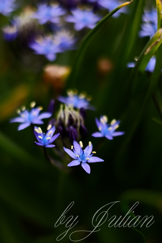 春の花