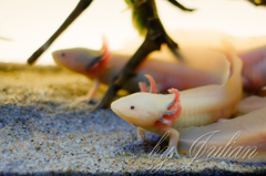 メキシコサンショウウオ（通称ウーパールーパー）