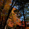 紅葉回廊