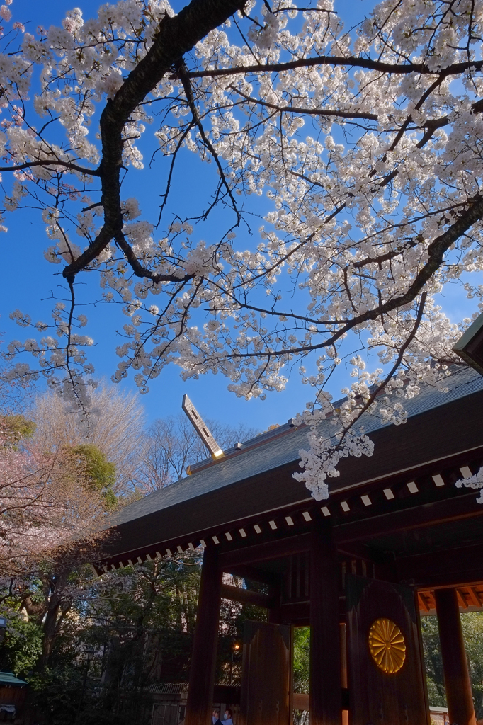 靖国神社の春