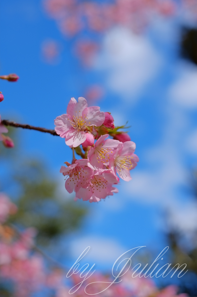 河津桜