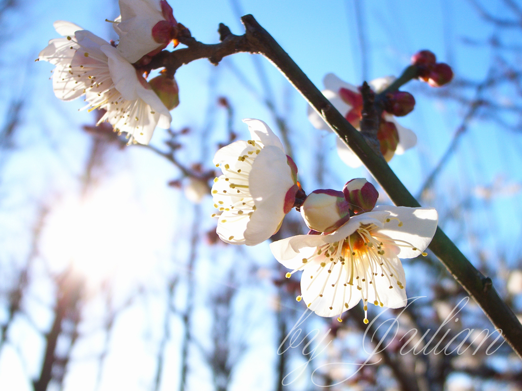 羽根木公園