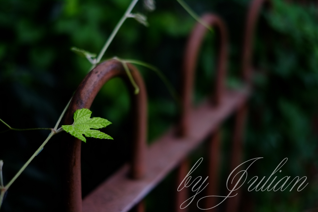 a leaf
