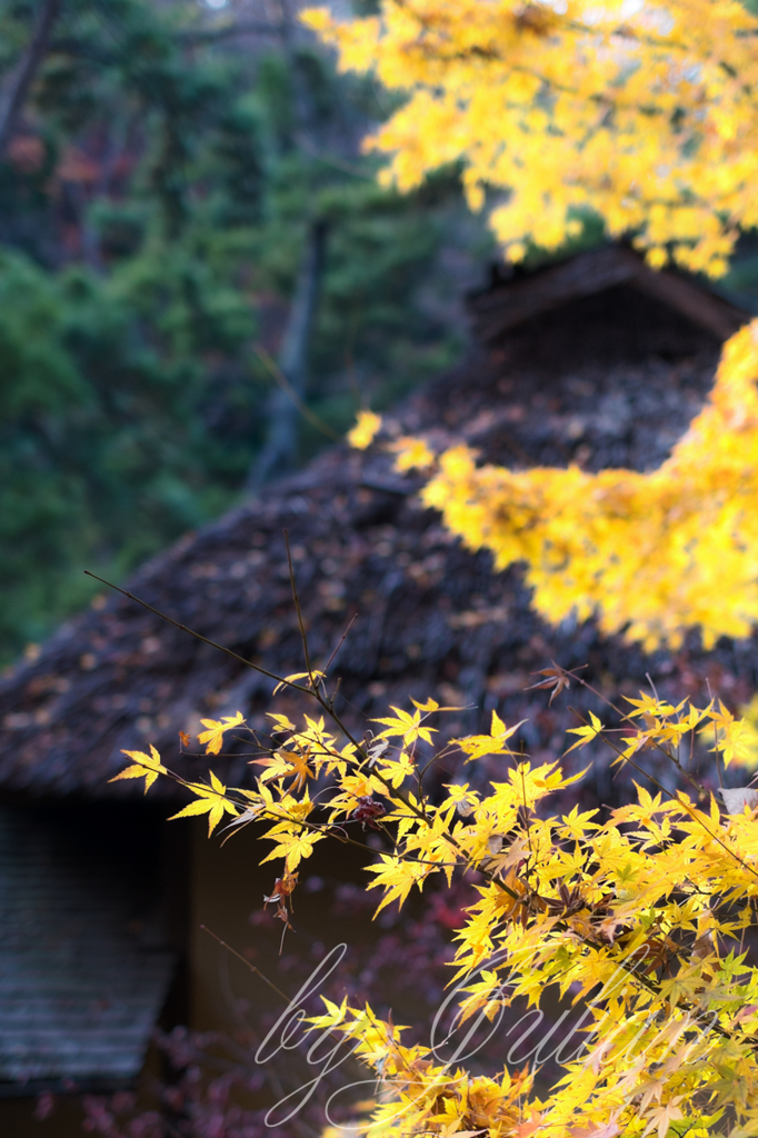 AT THE GARDEN in Autumn