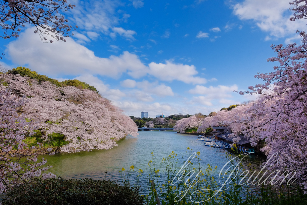 千鳥ヶ淵にて