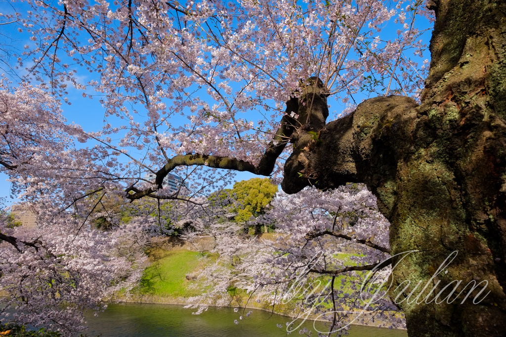 千鳥ヶ淵にて