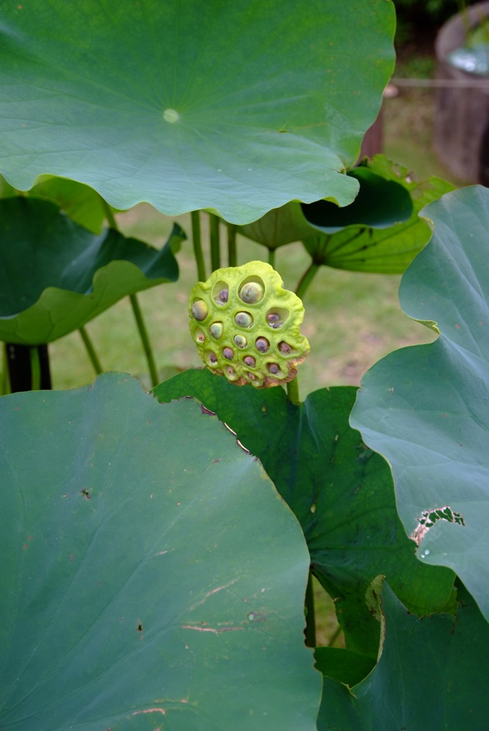 DSCF5893