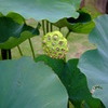 DSCF5893