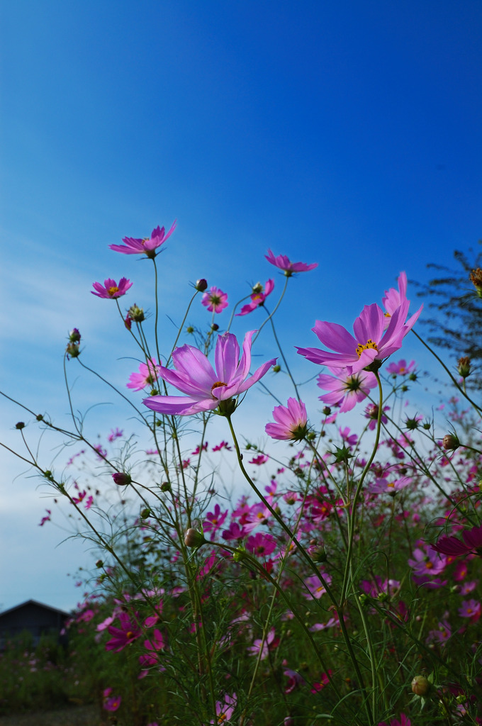 秋桜３