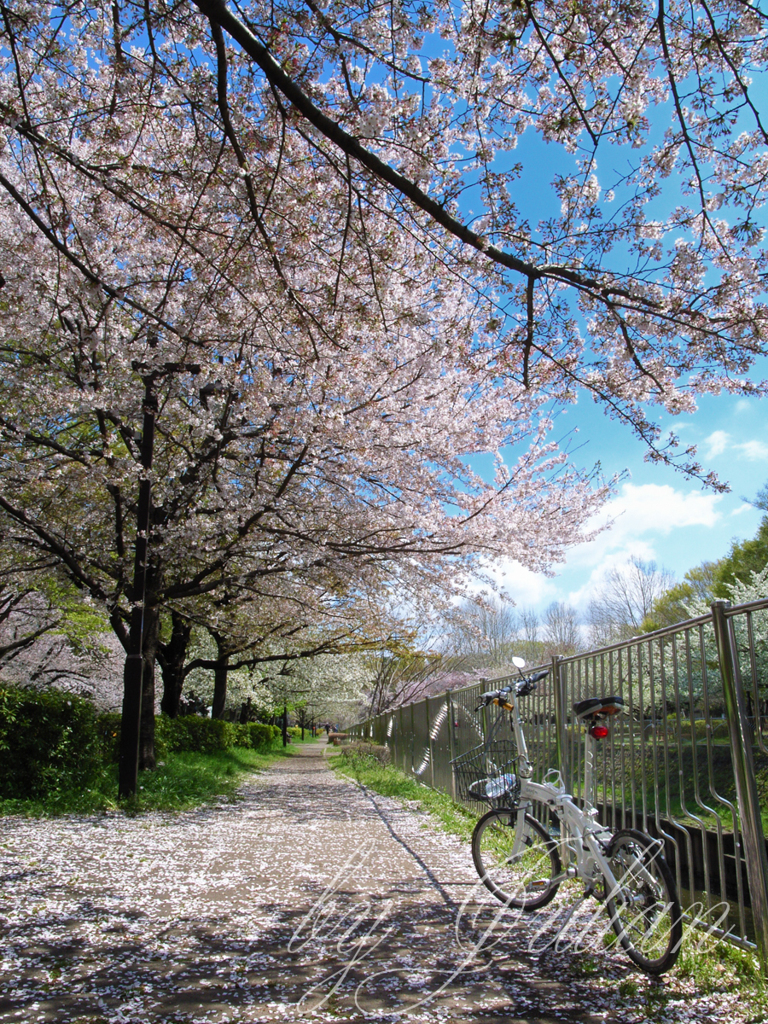 善福寺川の桜