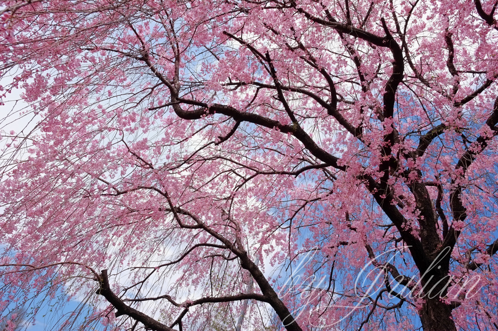 千代田城と桜