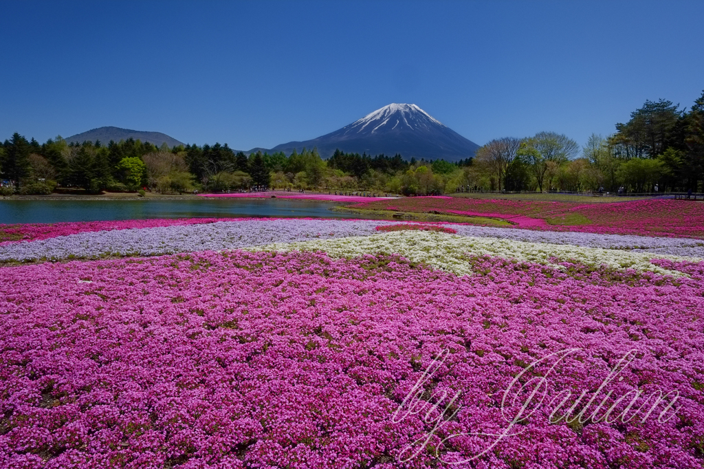 富士山と芝桜