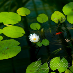 神代植物公園にて