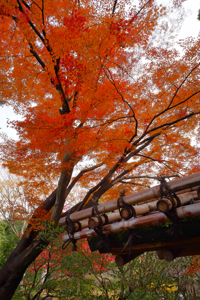 六義園の紅葉