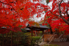 平林寺の紅葉