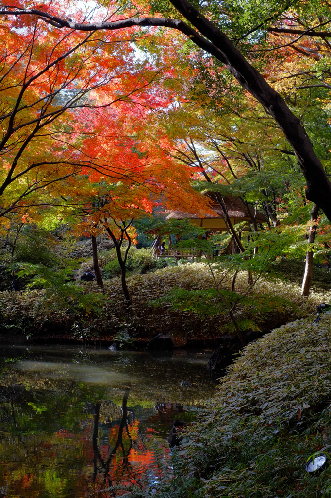 六義園の紅葉