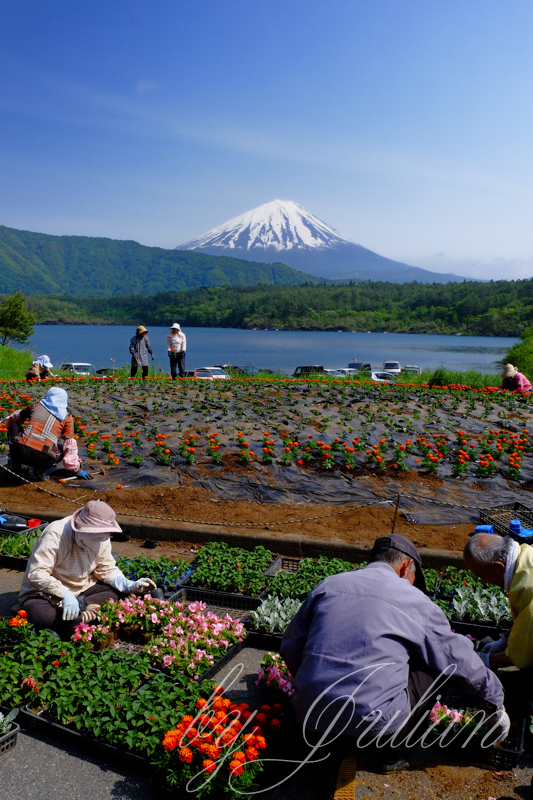 西湖と富士山