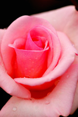 薔薇７
