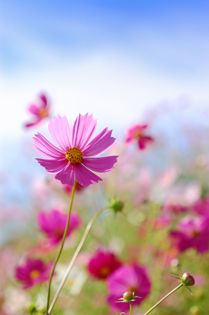 秋桜７