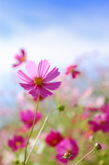 秋桜７