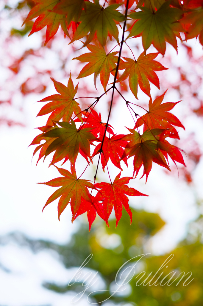 昭和記念公園の紅葉