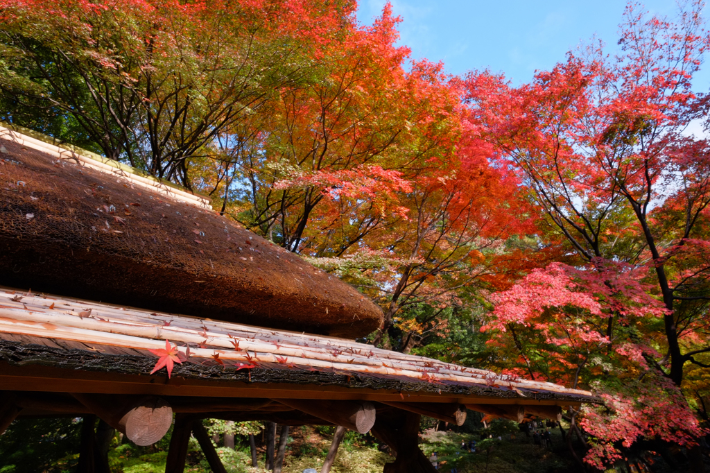 六義園の紅葉