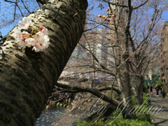 サクラサク　目黒川にて