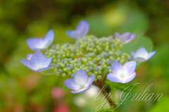 紫陽花