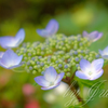 紫陽花