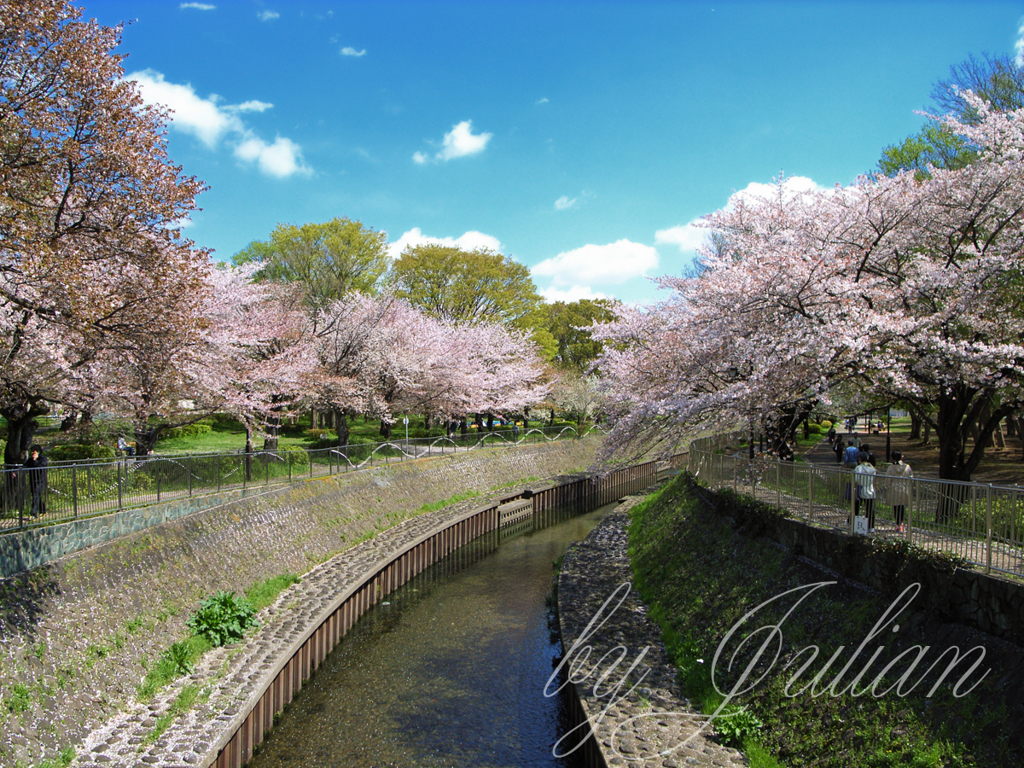 善福寺川の桜