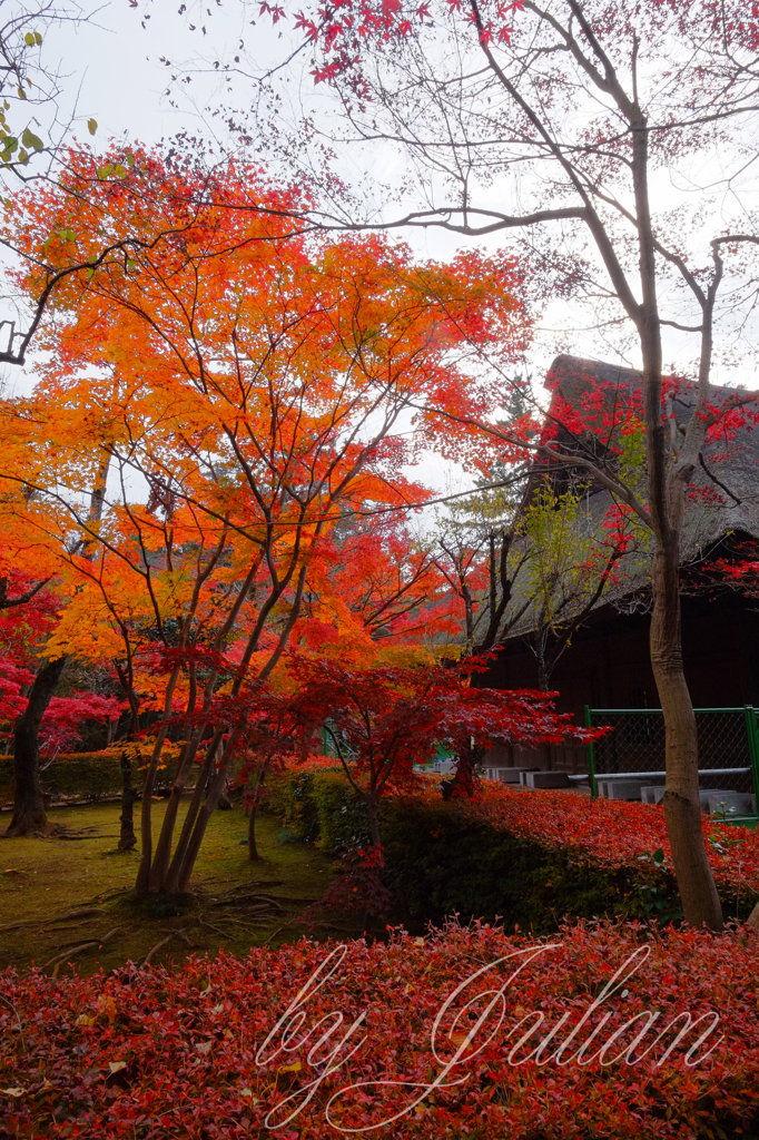 平林寺の紅葉