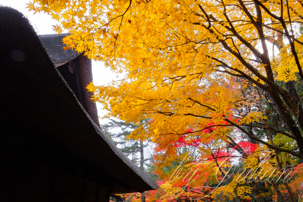 平林寺の黄葉