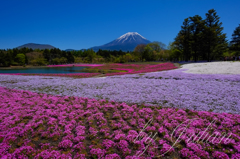 富士山と芝桜