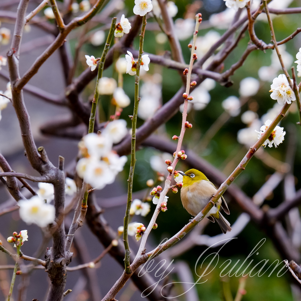 梅とウグイス（メジロ）