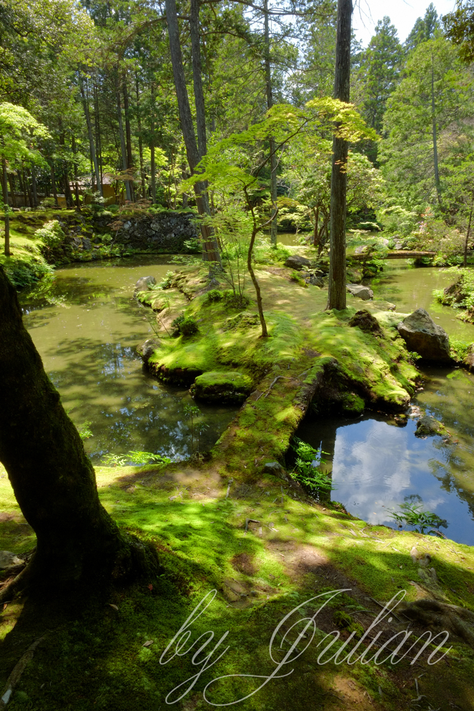 苔寺にて