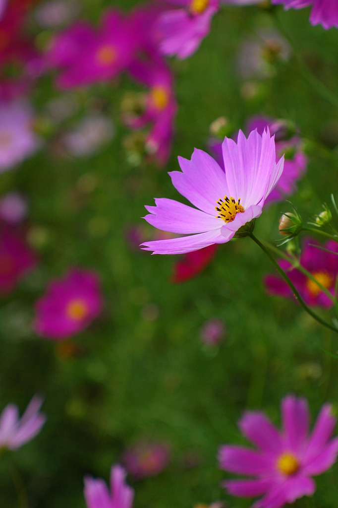 秋桜１