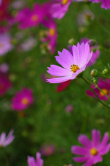 秋桜１