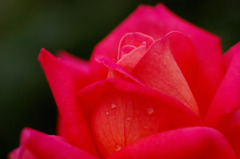 薔薇４