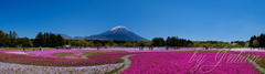 富士山と芝桜