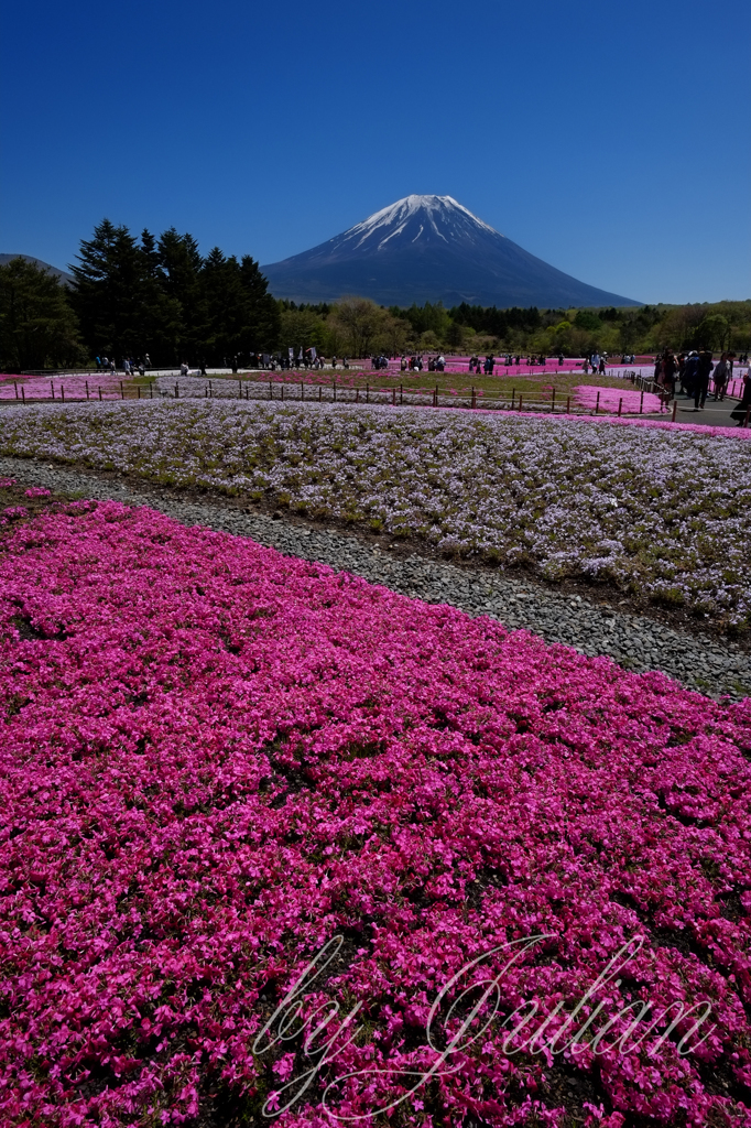 富士山と芝桜