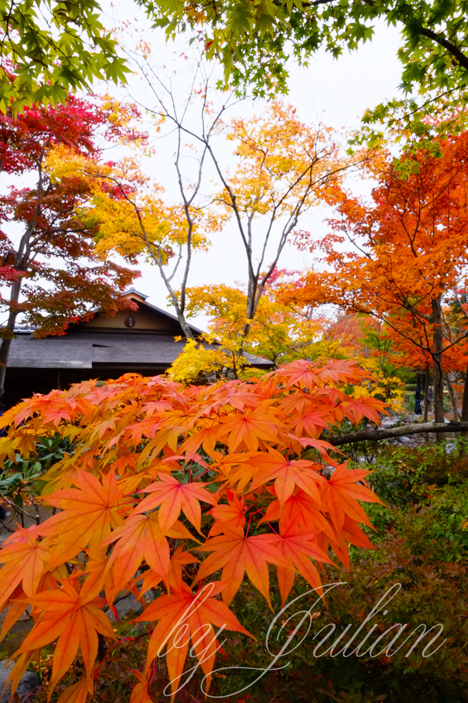 昭和記念公園の紅葉