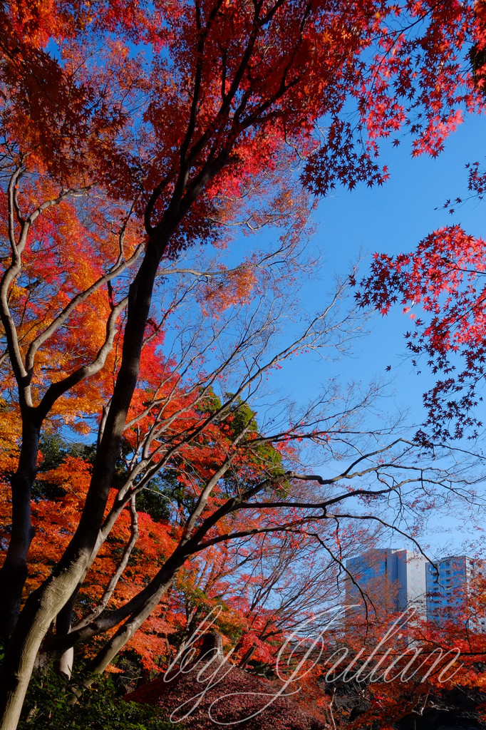 小石川後楽園の紅葉