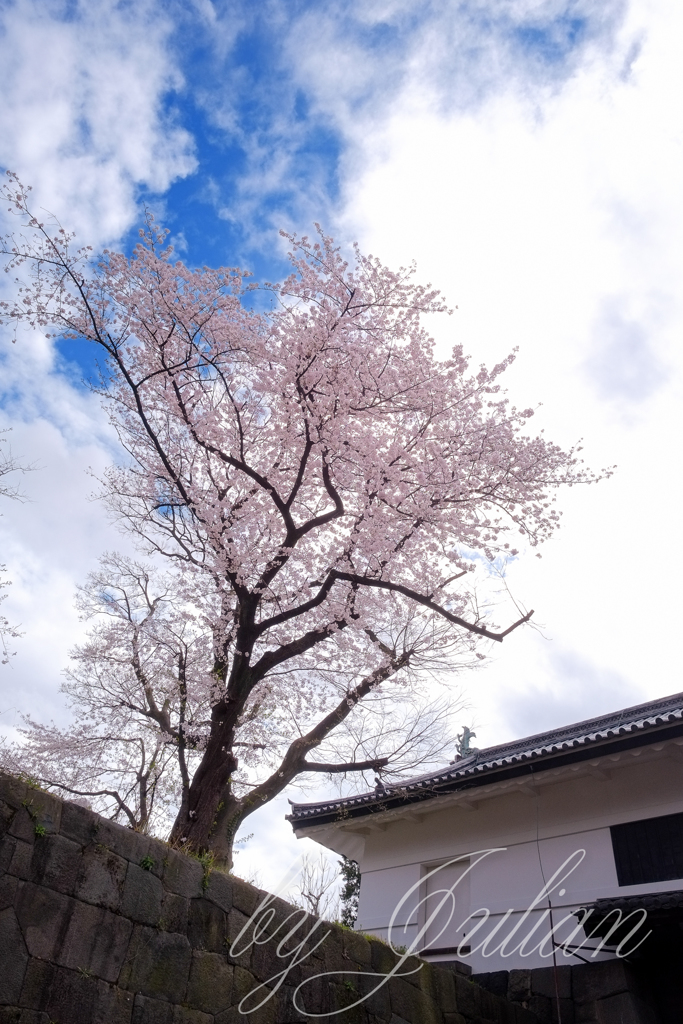 千鳥が淵にて