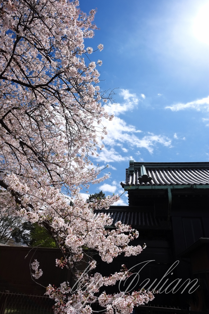 千代田城と桜